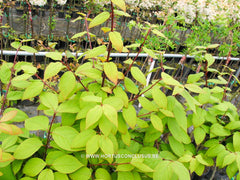 Euonymus fimbriatus - Heester - Hortus Conclusus  - 1
