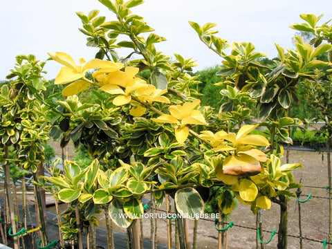 Euonymus fortunei 'Canadale Gold'