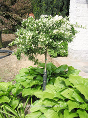 Euonymus fortunei 'Harlequin' - Heester - Hortus Conclusus  - 1
