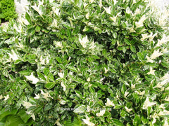 Euonymus fortunei 'Harlequin' - Heester - Hortus Conclusus  - 2