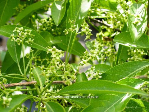 Euonymus hamiltonianus var. semiexertus