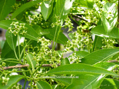 Euonymus hamiltonianus var. semiexertus - Heester - Hortus Conclusus  - 1