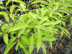 Euonymus hamiltonianus var. semiexertus - Heester - Hortus Conclusus  - 2