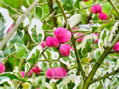 Euonymus phellomanus 'Silver Surprise' - Sierboom - Hortus Conclusus  - 2