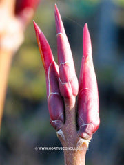 Euonymus planipes - Heester - Hortus Conclusus  - 1