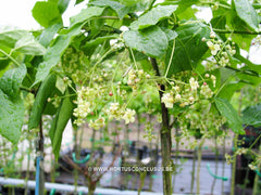 Euonymus planipes - Heester - Hortus Conclusus  - 2