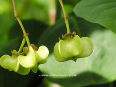 Euonymus planipes - Heester - Hortus Conclusus  - 3