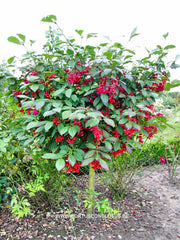 Euonymus planipes - Heester - Hortus Conclusus  - 4