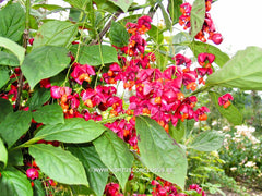 Euonymus planipes - Heester - Hortus Conclusus  - 5