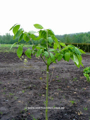 Euonymus planipes - Heester - Hortus Conclusus  - 6