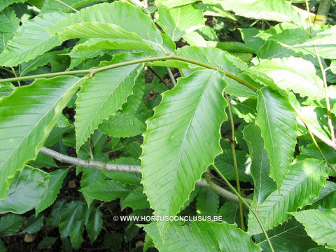 Fagus orientalis