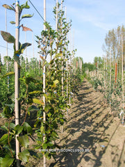 Fagus orientalis 'Iskander' - Sierboom - Hortus Conclusus  - 1