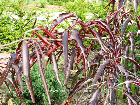 Fagus sylvatica 'Ansorgei'