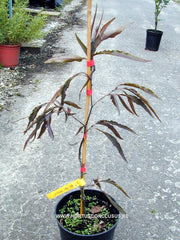 Fagus sylvatica 'Ansorgei' - Sierboom - Hortus Conclusus  - 3