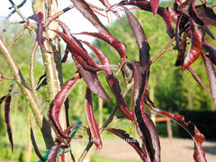 Fagus sylvatica 'Ansorgei' - Sierboom - Hortus Conclusus  - 4