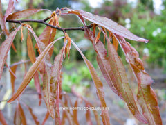 Fagus sylvatica 'Ansorgei' - Sierboom - Hortus Conclusus  - 5