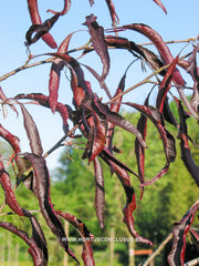 Fagus sylvatica 'Ansorgei' - Sierboom - Hortus Conclusus  - 6
