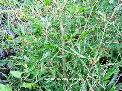 Fagus sylvatica 'Aspleniifolia'