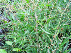 Fagus sylvatica 'Aspleniifolia' - Sierboom - Hortus Conclusus  - 1