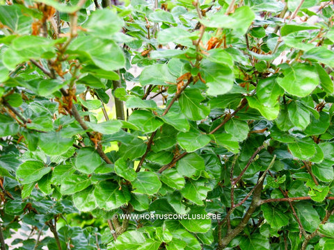 Fagus sylvatica 'Cockleshell'