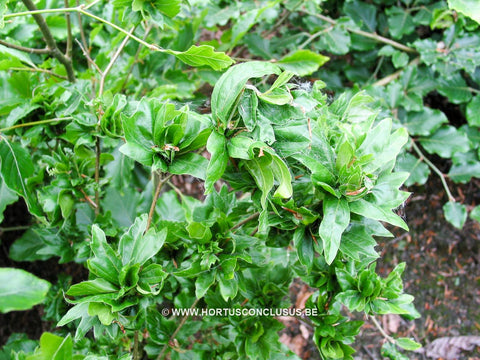 Fagus sylvatica 'Cristata'