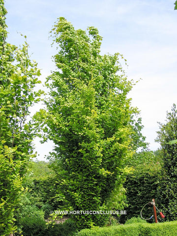 Fagus sylvatica 'Dawyck Gold'