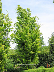 Fagus sylvatica 'Dawyck Gold' - Sierboom - Hortus Conclusus  - 1
