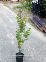 Fagus sylvatica 'Dawyck Gold' - Sierboom - Hortus Conclusus  - 2