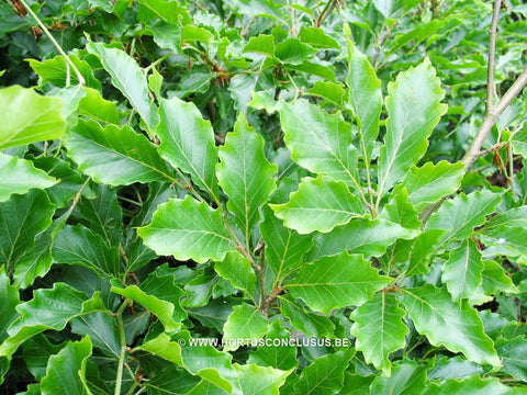 Fagus sylvatica 'Grandidentata'