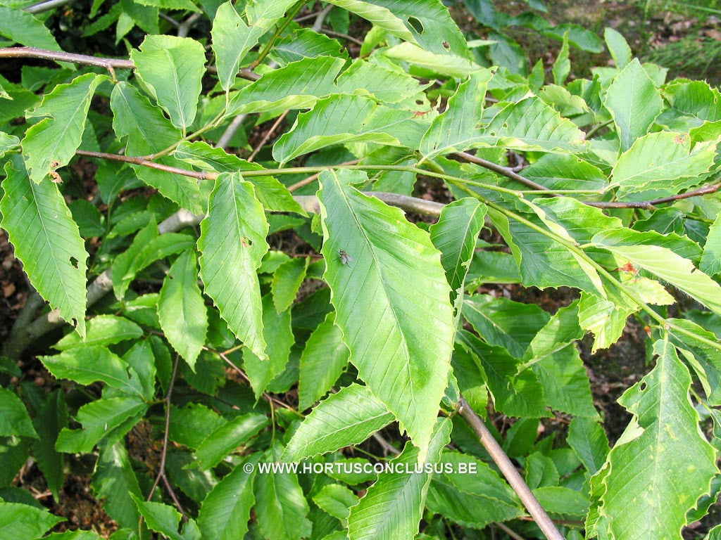 Fagus sylvatica 'Grandifolia' - Sierboom - Hortus Conclusus 