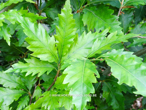 Fagus sylvatica 'Laciniata'