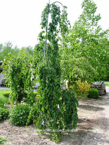 Fagus sylvatica 'Pendula'