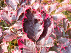 Fagus sylvatica 'Purpurea Tricolor' - Sierboom - Hortus Conclusus  - 1