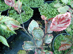 Fagus sylvatica 'Purpurea Tricolor' - Sierboom - Hortus Conclusus  - 2