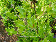 Fagus sylvatica 'Quercina' - Sierboom - Hortus Conclusus  - 1