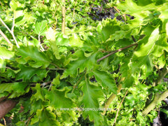 Fagus sylvatica 'Quercina' - Sierboom - Hortus Conclusus  - 2