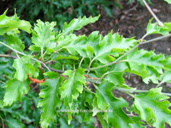 Fagus sylvatica 'Quercina' - Sierboom - Hortus Conclusus  - 3