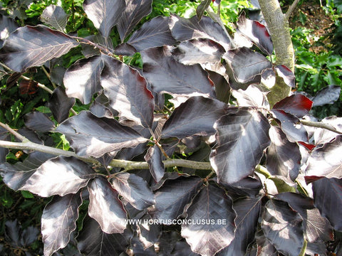 Fagus sylvatica 'Riversii'