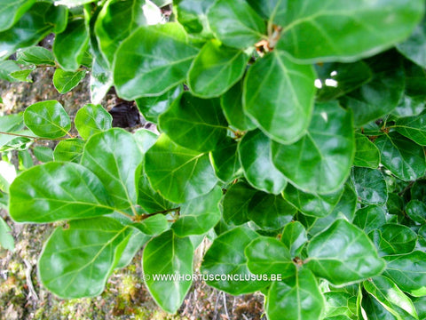 Fagus sylvatica 'Rotundifolia'