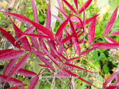 Fraxinus angustifolia 'Flame' - Sierboom - Hortus Conclusus  - 1