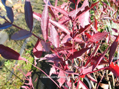 Fraxinus angustifolia 'Flame' - Sierboom - Hortus Conclusus  - 2