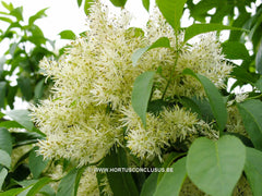 Fraxinus mariesii - Sierboom - Hortus Conclusus  - 1