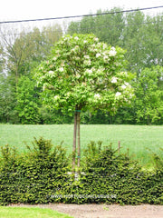 Fraxinus mariesii - Sierboom - Hortus Conclusus  - 3