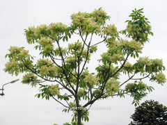 Fraxinus mariesii - Sierboom - Hortus Conclusus  - 4