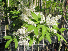 Fraxinus mariesii - Sierboom - Hortus Conclusus  - 5