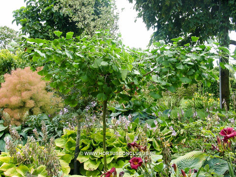 Ginkgo biloba 'Chotek'