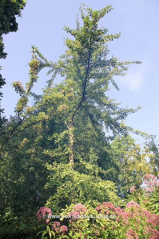 Ginkgo biloba 'Fairmount'