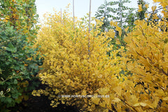 Ginkgo biloba Pyramidalis Prof. M Senelle (‘JDM001’) PBR - Konifeer - Hortus Conclusus  - 1