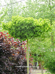 Ginkgo biloba 'Mariken' - Konifeer - Hortus Conclusus  - 1