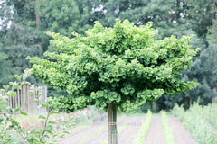 Ginkgo biloba 'Mariken' - Konifeer - Hortus Conclusus  - 3